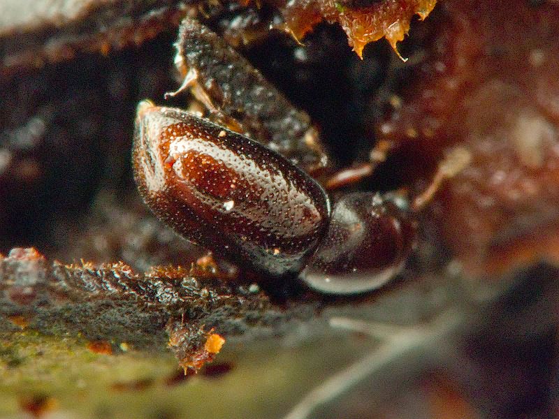 Cis jacquemartii Mellie, 1848